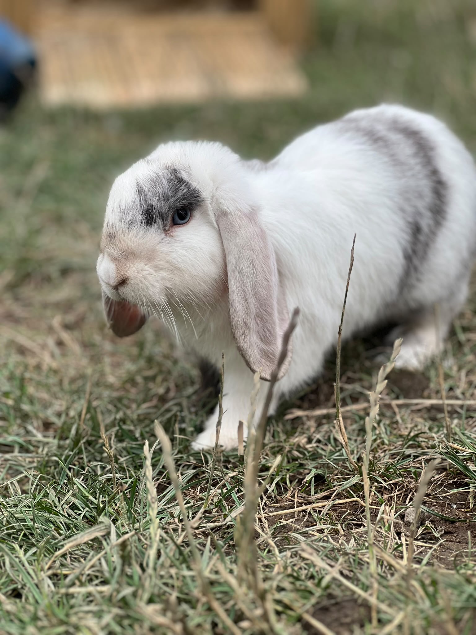 f577bc26-7640-4acf-8bab-36a093fb6721 Soft white and grey flop eared rabbit